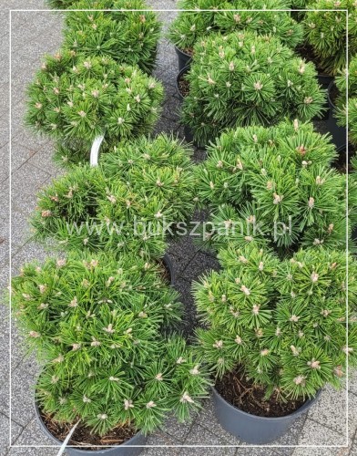 Sosna kosodrzewina BENJAMIN - Pinus mugo C5l, 20-30cm