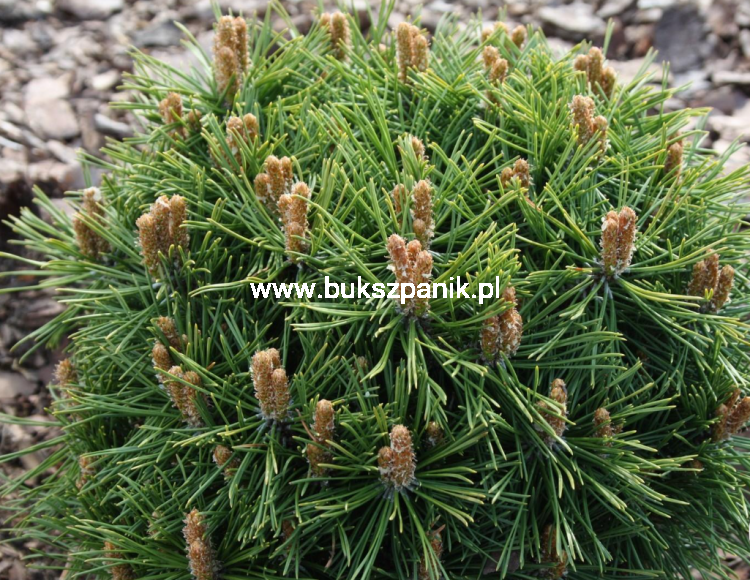 Sosna kosodrzewina BENJAMIN - Pinus mugo C5l, 20-30cm