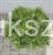Sosna kosodrzewina BENJAMIN - Pinus mugo C5l, 20-30cm