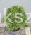 Sosna kosodrzewina BENJAMIN - Pinus mugo C5l, 20-30cm