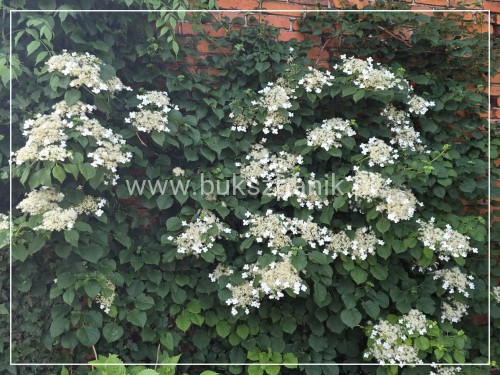 Hortensja pnąca - Hydrangea anomala Petiolaris