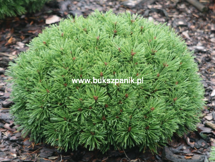 Sosna hakowata TITUS - pinus uncinata