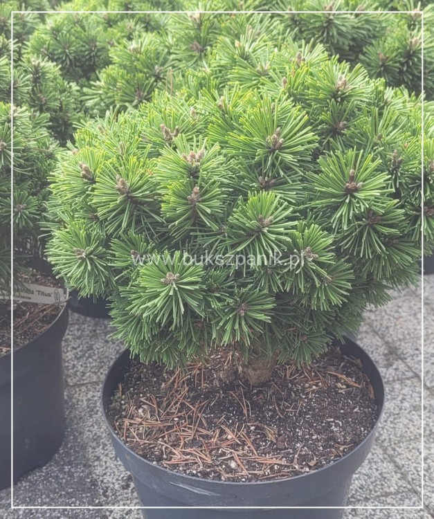 Sosna hakowata TITUS - pinus uncinata