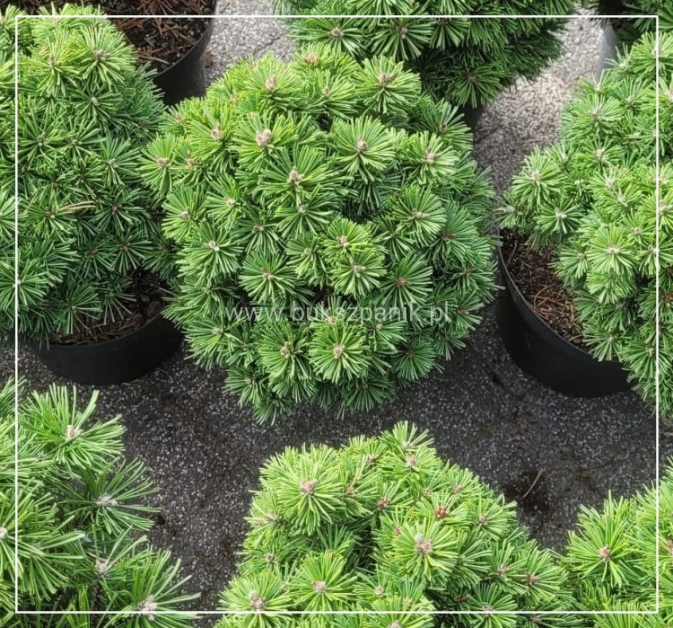 Sosna hakowata TITUS - pinus uncinata