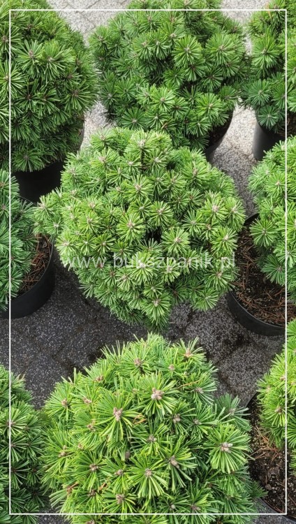 Sosna hakowata TITUS - pinus uncinata