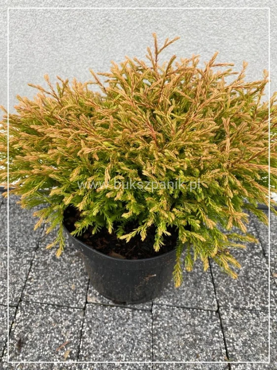 Żywotnik zachodni 'Golden Tuffet'