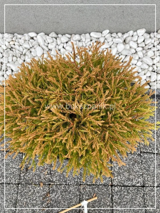 Żywotnik zachodni 'Golden Tuffet'