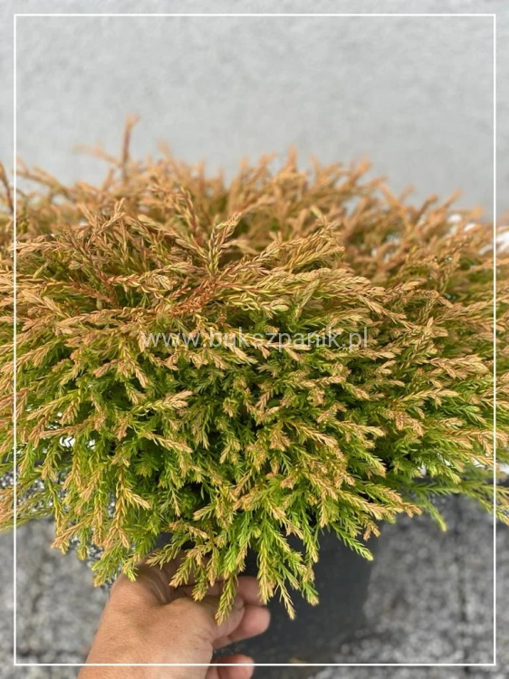 Żywotnik zachodni 'Golden Tuffet'