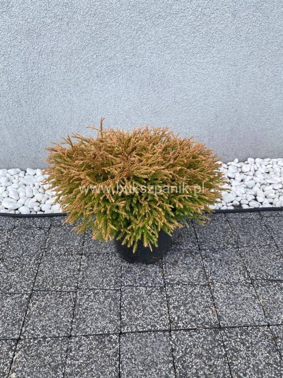Żywotnik zachodni 'Golden Tuffet'