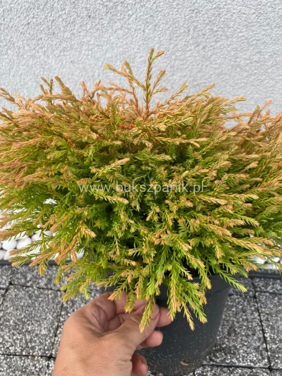 Żywotnik zachodni 'Golden Tuffet'