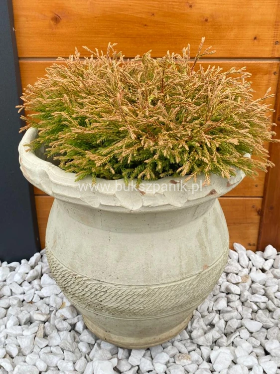 Żywotnik zachodni 'Golden Tuffet'