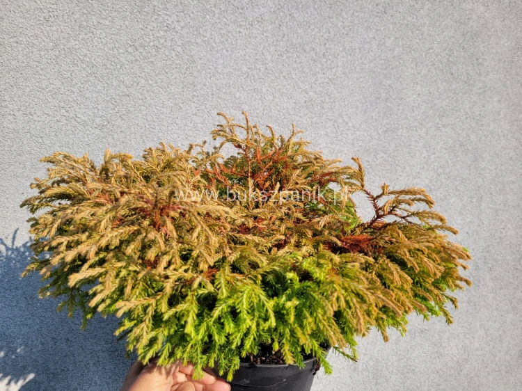 Żywotnik zachodni 'Golden Tuffet'