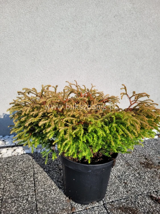 Żywotnik zachodni 'Golden Tuffet'