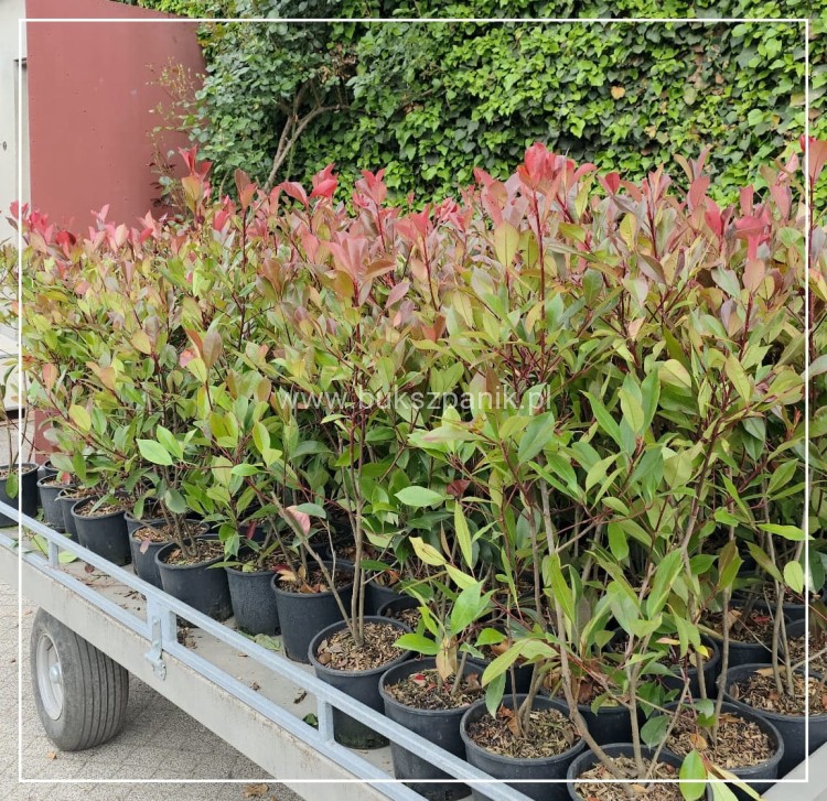 Głogownik Red robin -- Photinia fraseri - żywopłot