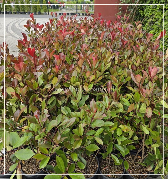 Głogownik Red robin -- Photinia fraseri - żywopłot