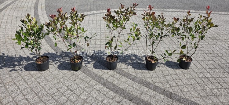 Głogownik Red robin -- Photinia fraseri - żywopłot