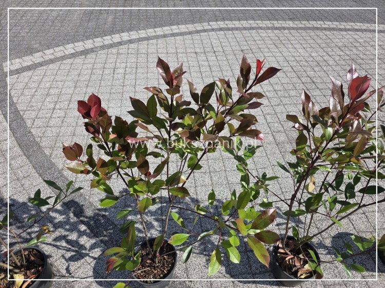Głogownik Red robin -- Photinia fraseri - żywopłot