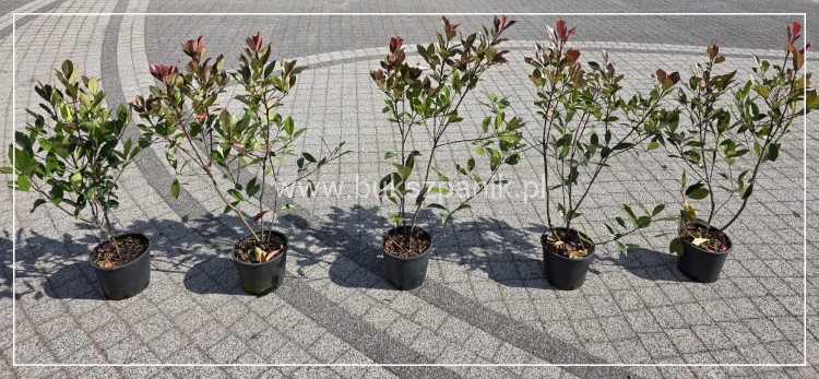 Głogownik Red robin -- Photinia fraseri - żywopłot
