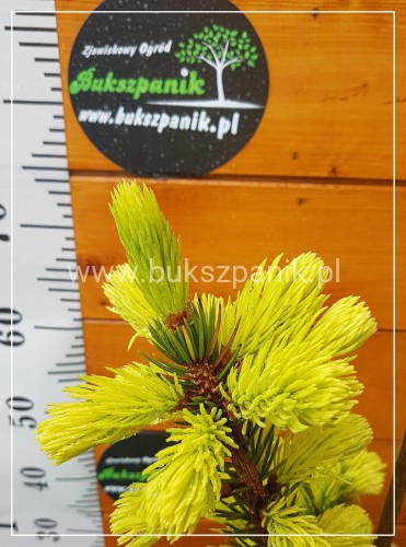 Świerk kłujący Maigold- Picea Pugens