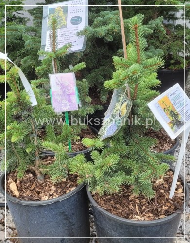 Świerk kłujący Maigold- Picea Pugens