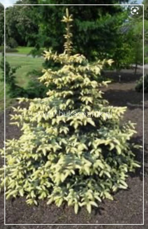 Świerk kłujący Maigold- Picea Pugens