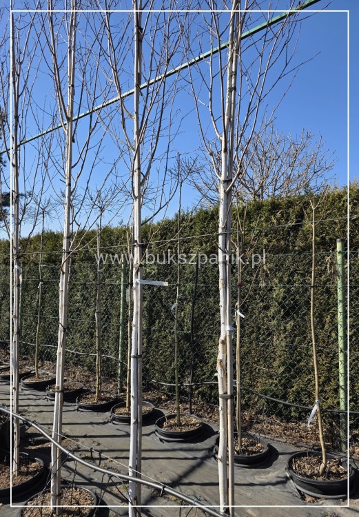 Brzoza pozyteczna Doorenbos pa 160cm - Betula Utilis