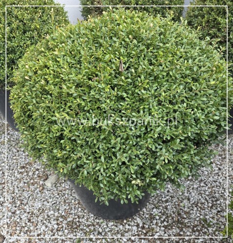 Ostrokrzew karbowanolistny Glorie Dwarf KULA C90l h: 50-60/ 70-80