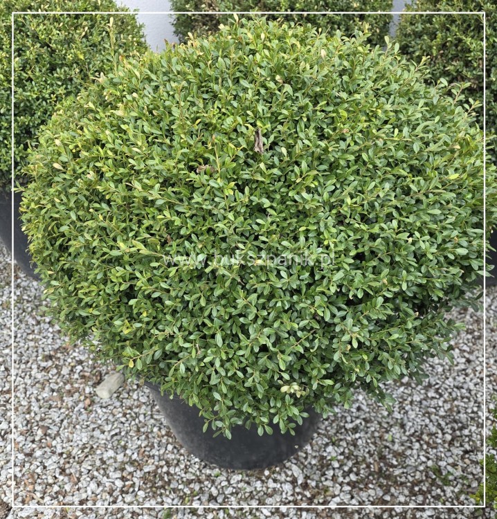 Ostrokrzew karbowanolistny Glorie Dwarf KULA C90l h: 50-60/ 70-80