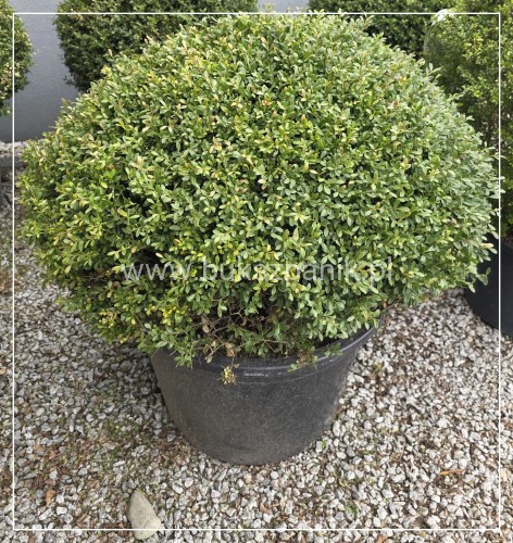 Ostrokrzew karbowanolistny Glorie Dwarf KULA C90l h: 50-60/ 70-80