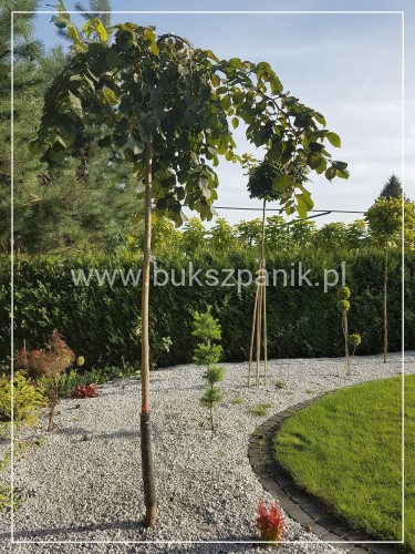 Wiąz Camperdownii -Ulmus 'Camperdownii' Pa 220cm; ob: 12-14cm donica 45l