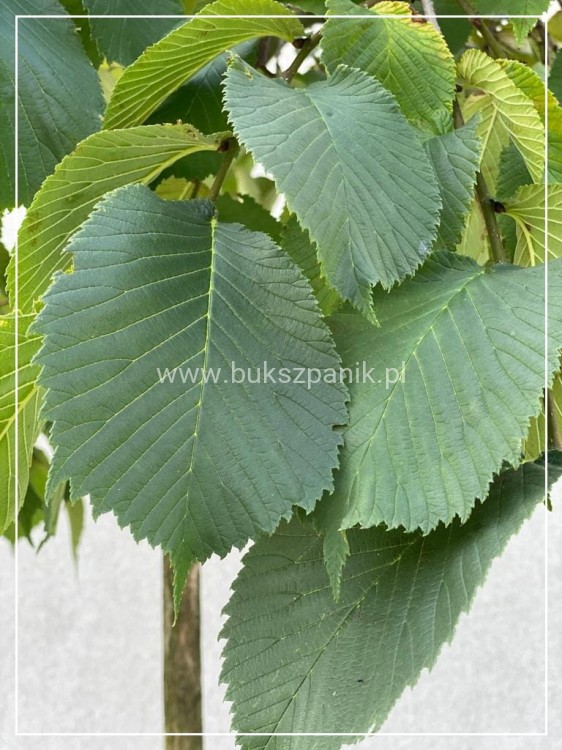 Wiąz Camperdownii -Ulmus 'Camperdownii' Pa 220cm; ob: 12-14cm donica 45l