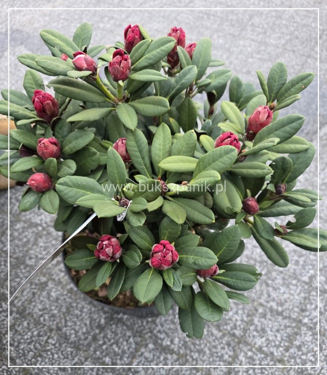 Różanecznik ‘Burletta- Rhododendron