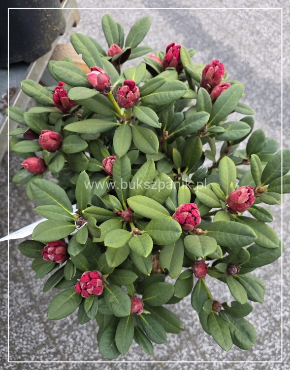 Różanecznik ‘Burletta- Rhododendron