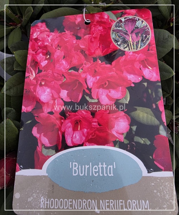 Różanecznik ‘Burletta- Rhododendron