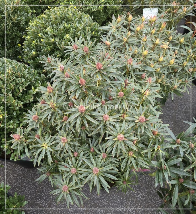 Różanecznik 'Graziella- Rhododendron