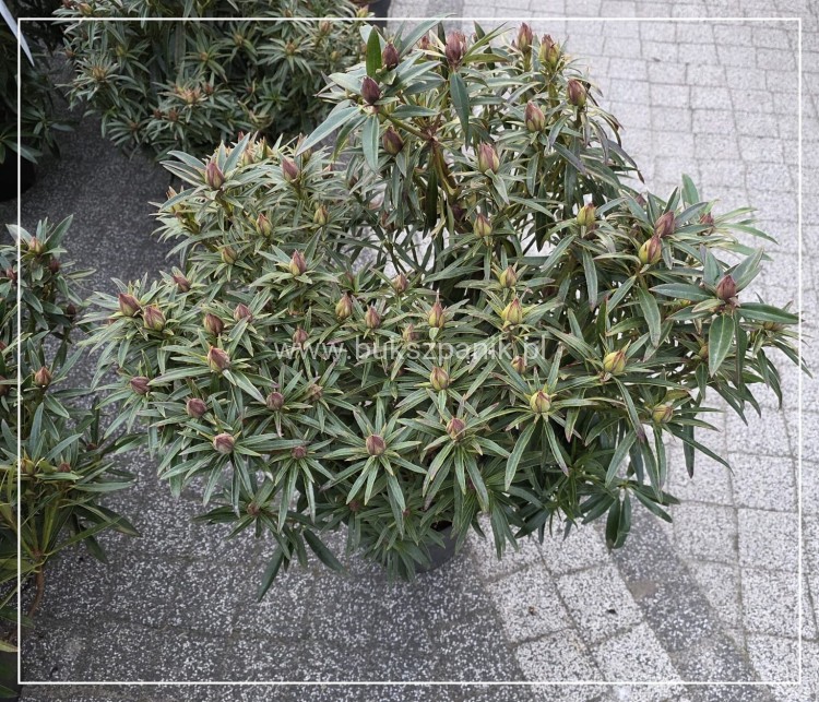 Różanecznik 'Graziella- Rhododendron