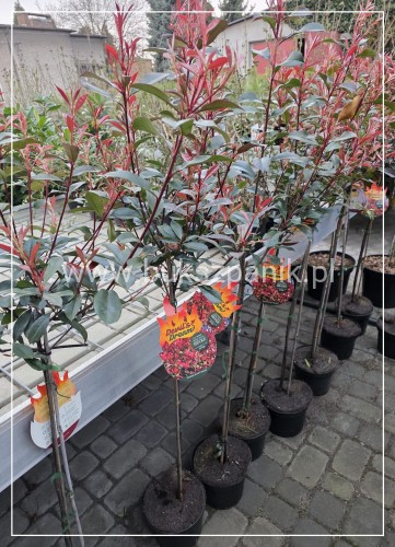 Głogownik ‘Devil’s Dream’ (Photinia × fraseri) C5 Pa80cm