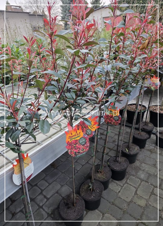 Głogownik ‘Devil’s Dream’ (Photinia × fraseri) C5 Pa80cm
