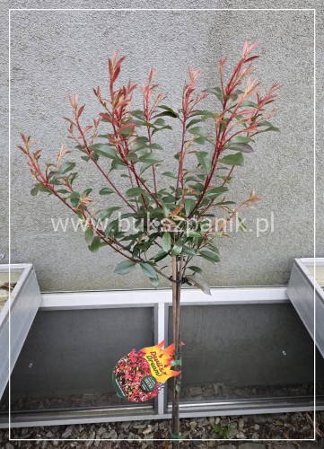 Głogownik ‘Devil’s Dream’ (Photinia × fraseri) C5 Pa80cm