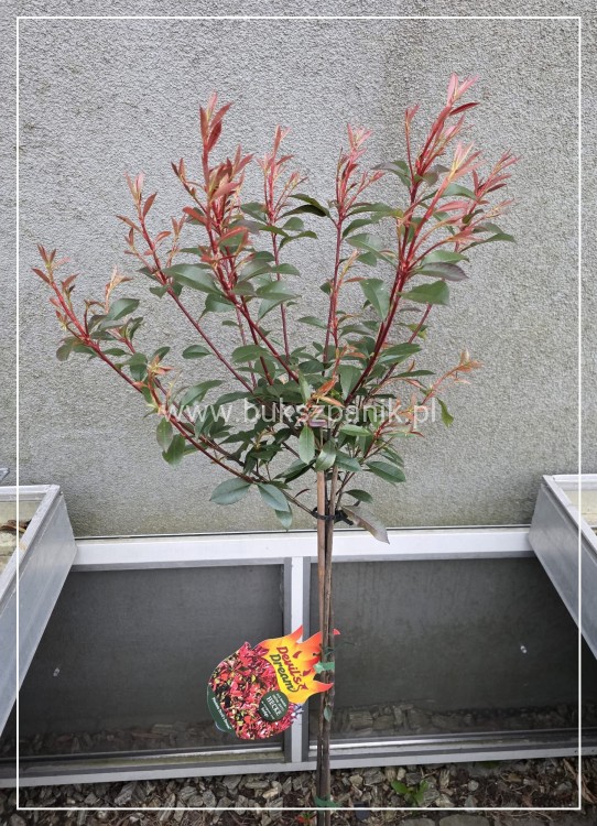 Głogownik ‘Devil’s Dream’ (Photinia × fraseri) C5 Pa80cm