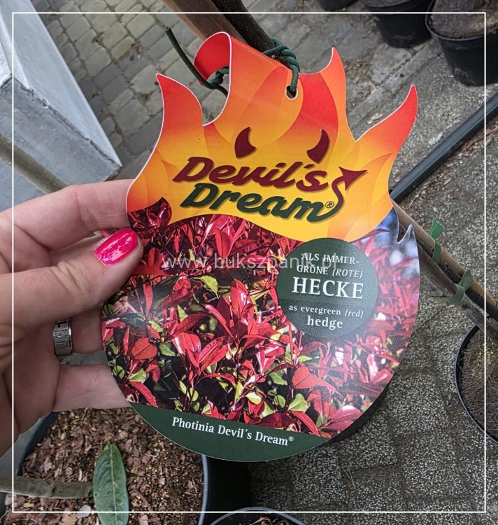 Głogownik ‘Devil’s Dream’ (Photinia × fraseri) C5 Pa80cm