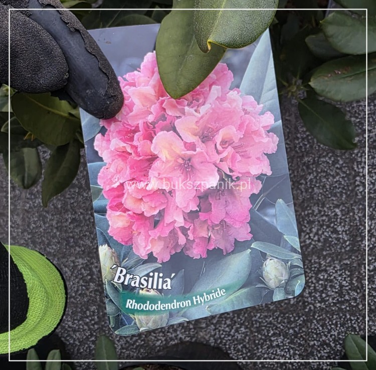 Różanecznik 'Graziella- Rhododendron