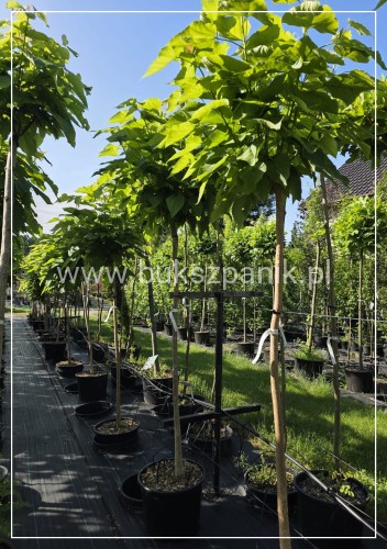 Catalpa Nana- Katalpa Nana kuliste drzewo ob. 10-12 cm Pa 170 cm