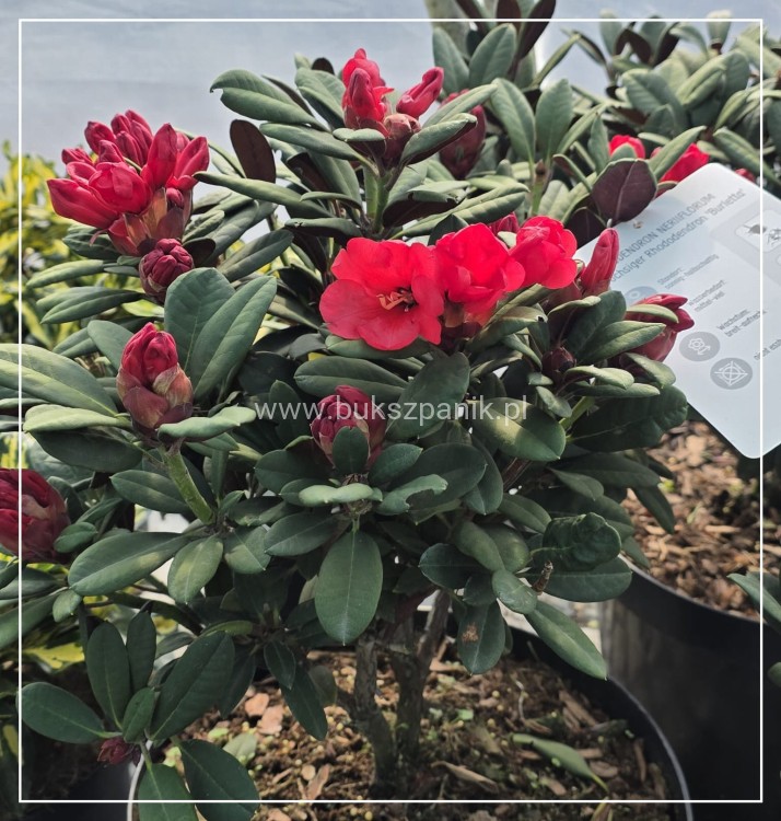 Różanecznik ‘Burletta- Rhododendron