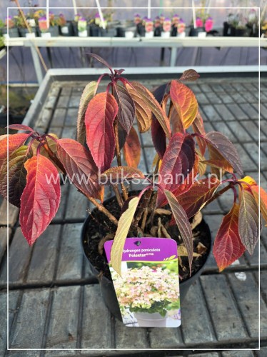 Hortensja bukietowa 'Polestar' Hydrangea paniculata - karłowa C5