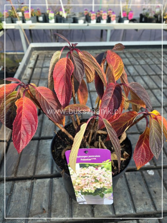 Hortensja bukietowa 'Polestar' Hydrangea paniculata - karłowa C5
