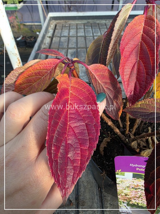Hortensja bukietowa 'Polestar' Hydrangea paniculata - karłowa C5