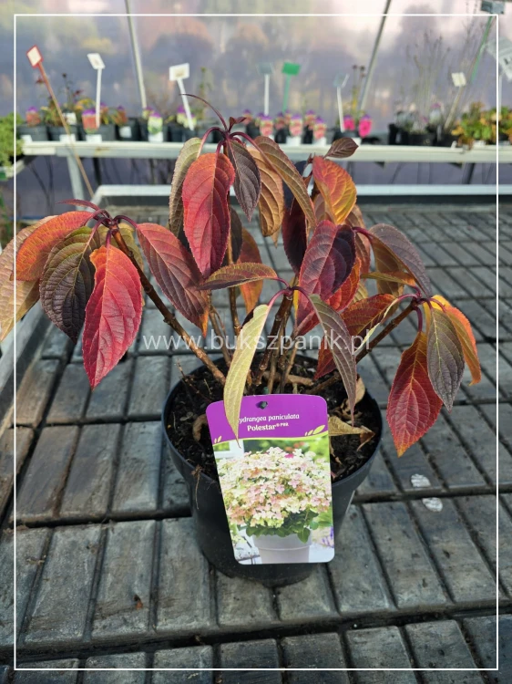Hortensja bukietowa 'Polestar' Hydrangea paniculata - karłowa C5