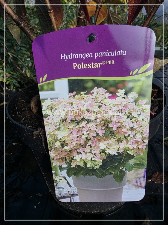 Hortensja bukietowa 'Polestar' Hydrangea paniculata - karłowa C5