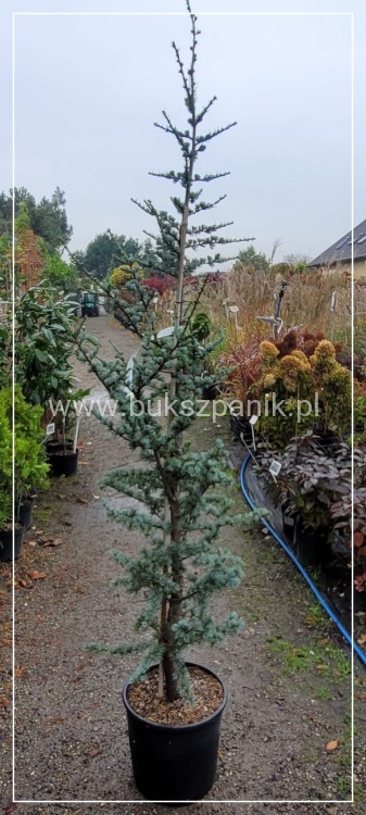 Cedr atlaski GLAUCA C20l, h: 160-180cm